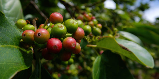 From Bean to Brew: A Journey into Coffee's Past